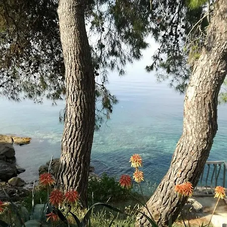 Danica Gdinj